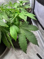 IMG_20251125_113344_179.jpg