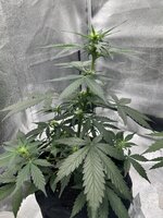 IMG_3339.jpeg