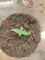 IMG_20251130_103823.jpg
