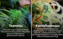 razlichiya-terpenov-i-kannabinoidov__1qjXCqbnDisyED78.jpg razlichiya-terpenov-i-kannabinoidov__1qjXCqbnDisyED78.jpg