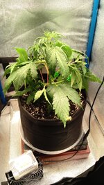 IMG_20251203_105107_948.jpg