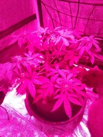 IMG_20251204_062954.jpg