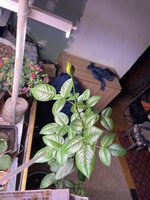 IMG_1832.jpeg IMG_1832.jpeg