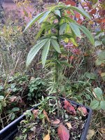 IMG_8928.jpeg