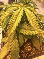 IMG_3244.jpeg