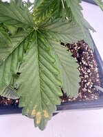 IMG_3246.jpeg