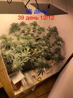 IMG_1841.jpeg