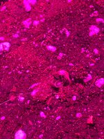 IMG_1881.jpeg