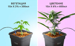 kak-sdelat-avtopoliv-konopli__m3KWpd6Hak0B9nvN.jpg
