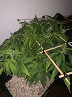 IMG_9325.jpeg