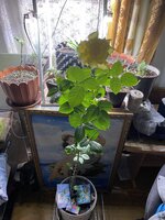 IMG_1896.jpeg