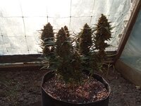 IMG_20250809_183003.jpg