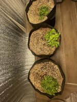 IMG_8744.jpeg