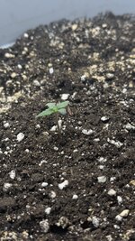 IMG_5991.jpeg