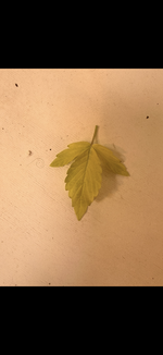 IMG_3364.png IMG_3364.png