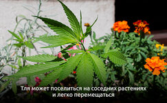 3__rRs7mk645mOa1Avk.jpg 3__rRs7mk645mOa1Avk.jpg