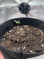 IMG_1933.jpeg