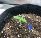 IMG_1941.jpeg