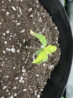 IMG_4638.jpeg IMG_4638.jpeg