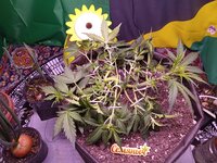 IMG_20251215_044035.jpg