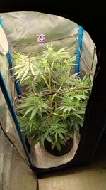 IMG_20251217_180001_518.jpg