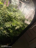 IMG_20251218_061355.jpg