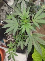 IMG_20251221_153245.jpg