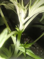 IMG_20251223_173230.jpg