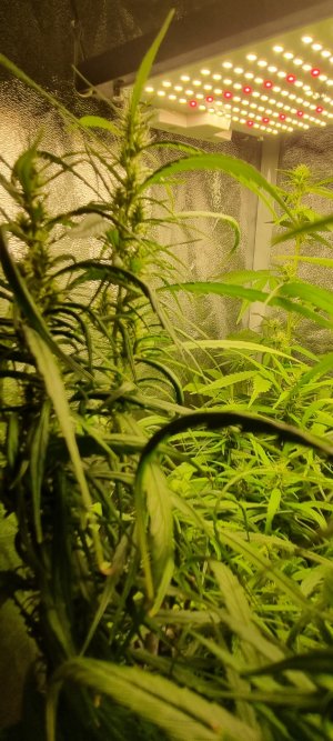 20220529_202723_copy_908x2016.jpg