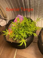 IMG_8816.jpeg
