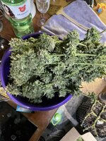 IMG_2184.jpeg