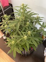 IMG_2602.jpeg