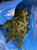 IMG_2604.jpeg