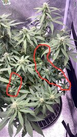 IMG_5082.jpeg