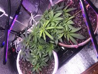 IMG_2656.jpeg