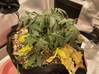 IMG_2057.jpeg