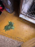 IMG_2346.jpeg