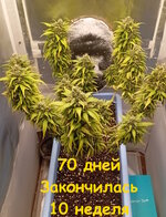 70 дн (1).jpg