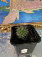 IMG_2497.jpeg