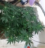 20260123_065236.jpg 20260123_065236.jpg