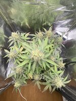IMG_2780.jpeg