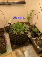 IMG_2928.jpeg