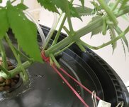 20250728_115427.jpg 20250728_115427.jpg