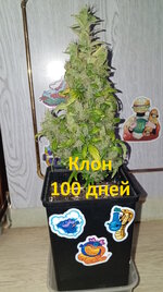 100 дн (1).jpg