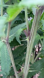 IMG_20260210_012124_907.jpg