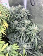 IMG_0345.jpeg IMG_0345.jpeg
