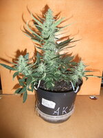 DSCF0169.JPG