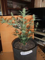 DSCF0185.JPG