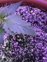 IMG_4540.jpeg