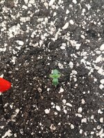 IMG_20260213_193131.jpg